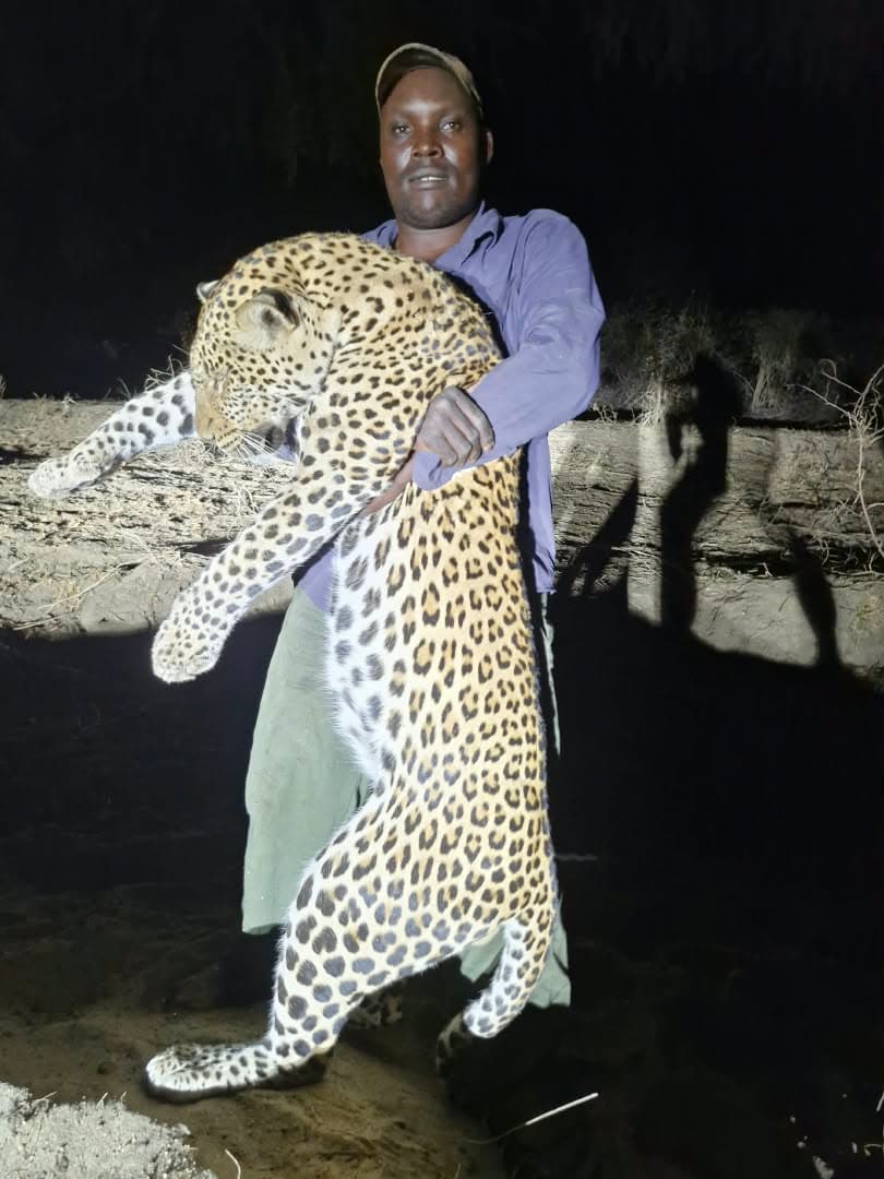 A member of Johan Bezuidenhout's crew carrying a leopard taken on a night bait-and-blind hunt in Zimbabwe